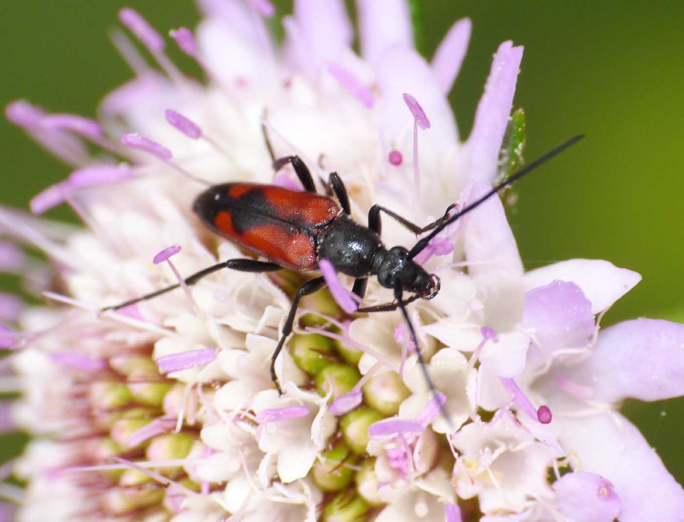 Stenurella bifasciata